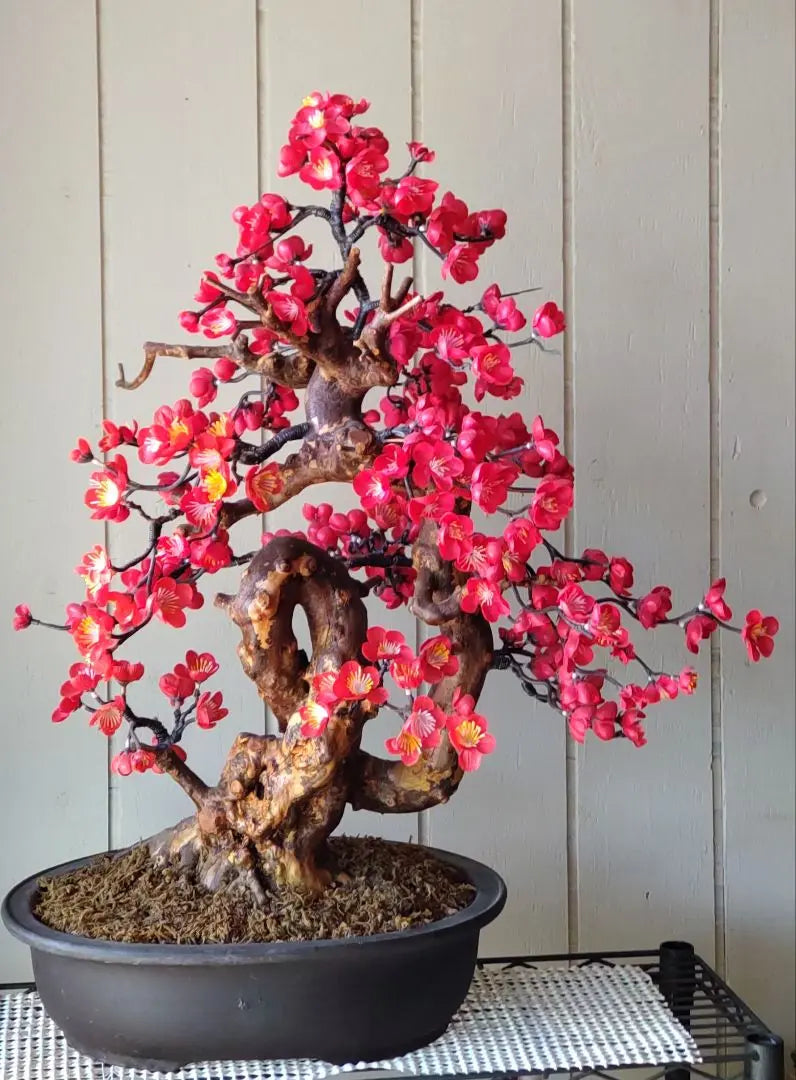 Craft Bonsai Red Plum Approx. 50cm