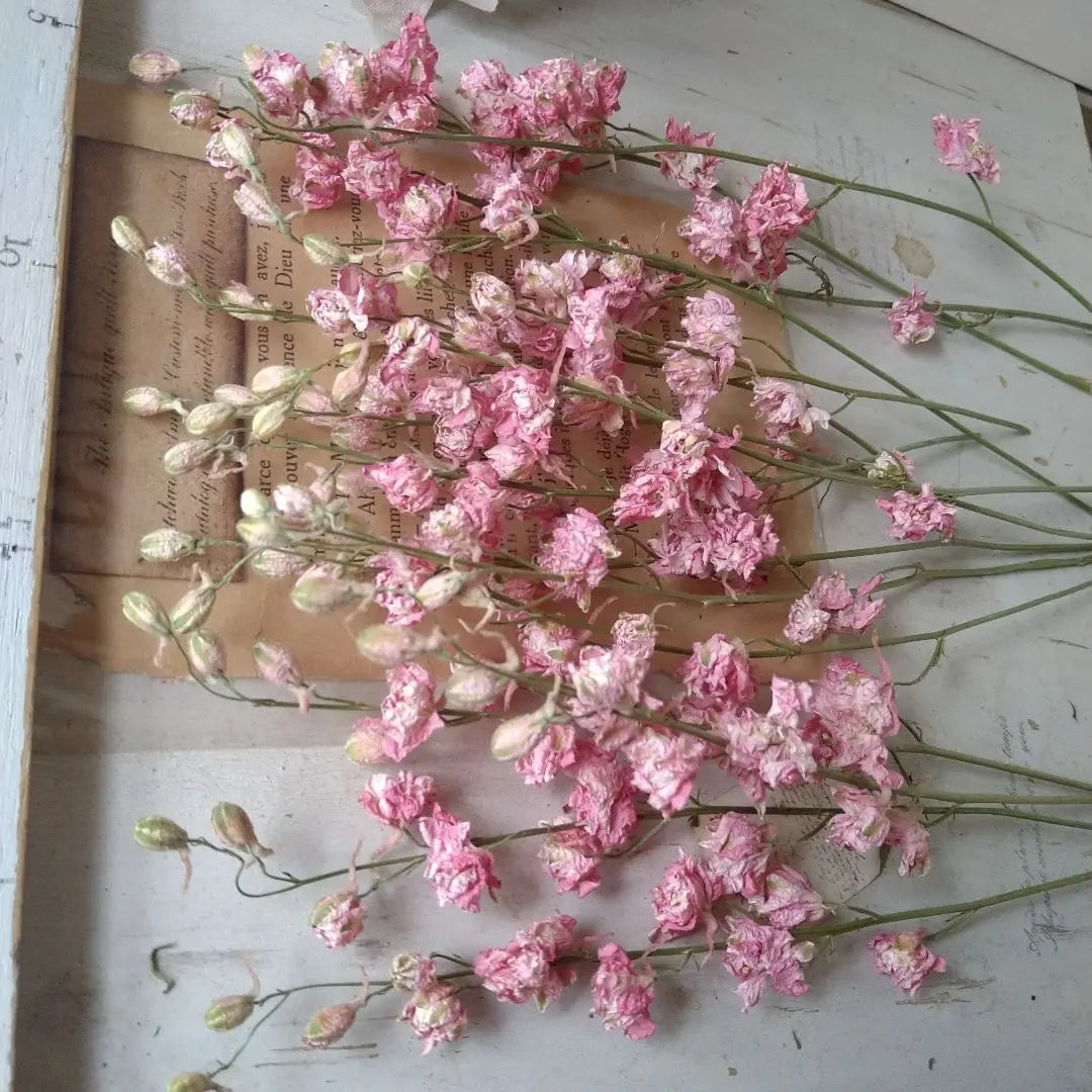 Larkspur ❄ Dried Flower