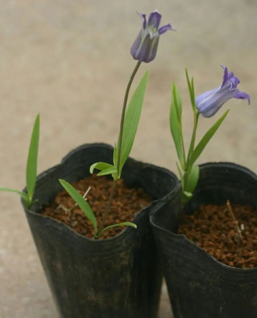 Clematis seedlings, Integrifolia