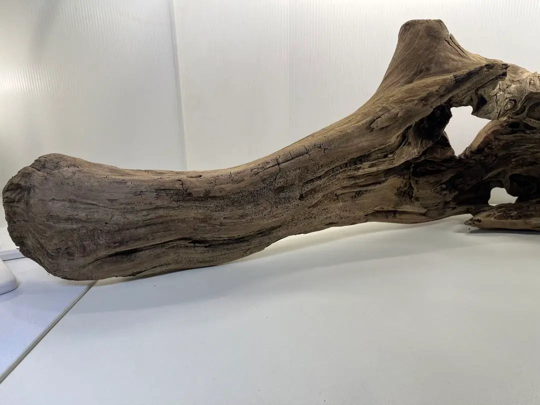 n47 Extra large driftwood, pre-exposed, reptile shelter, layout, climbing wood, interior