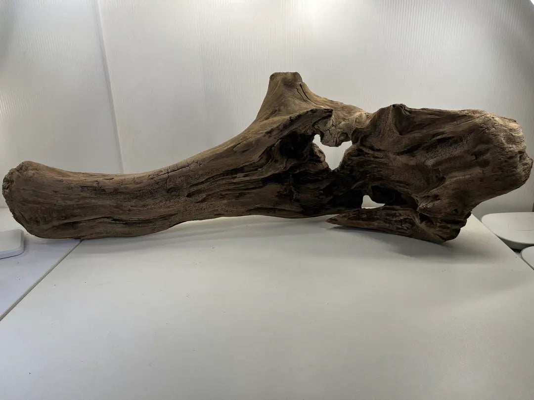 n47 Extra large driftwood, pre-exposed, reptile shelter, layout, climbing wood, interior