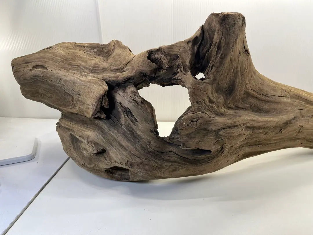 n47 Extra large driftwood, pre-exposed, reptile shelter, layout, climbing wood, interior