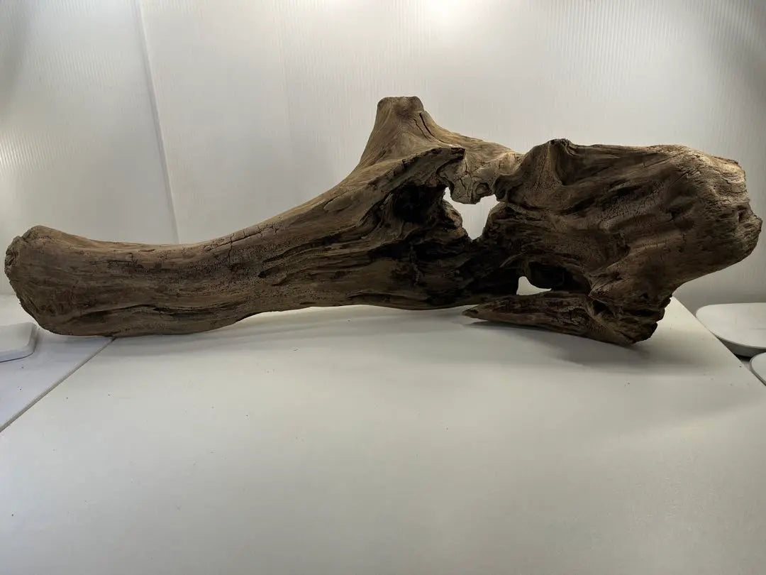 n47 Extra large driftwood, pre-exposed, reptile shelter, layout, climbing wood, interior