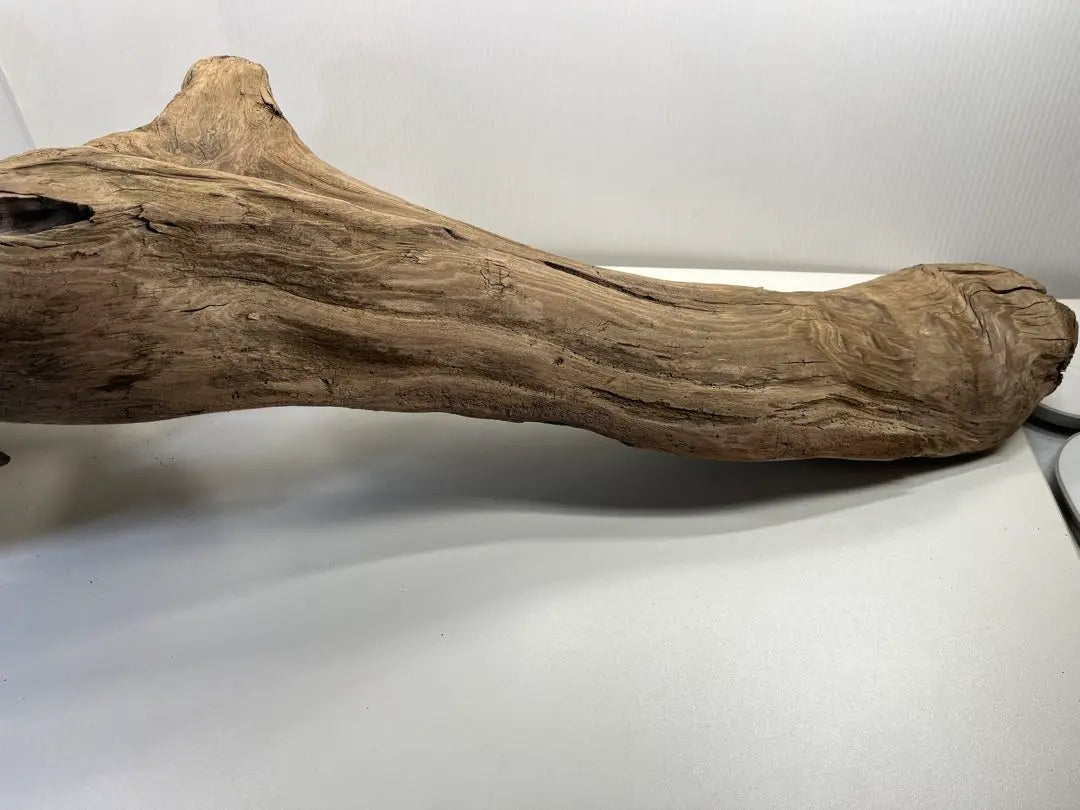 n47 Extra large driftwood, pre-exposed, reptile shelter, layout, climbing wood, interior