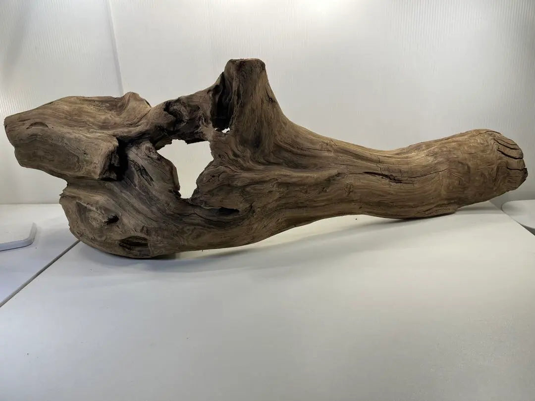 n47 Extra large driftwood, pre-exposed, reptile shelter, layout, climbing wood, interior