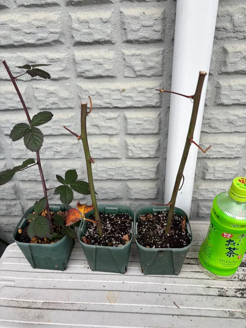 Blackberry seedlings, triple crown, 3 bottles