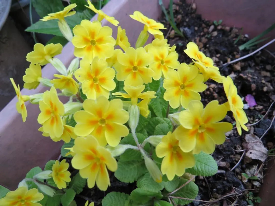 Yellow Primula