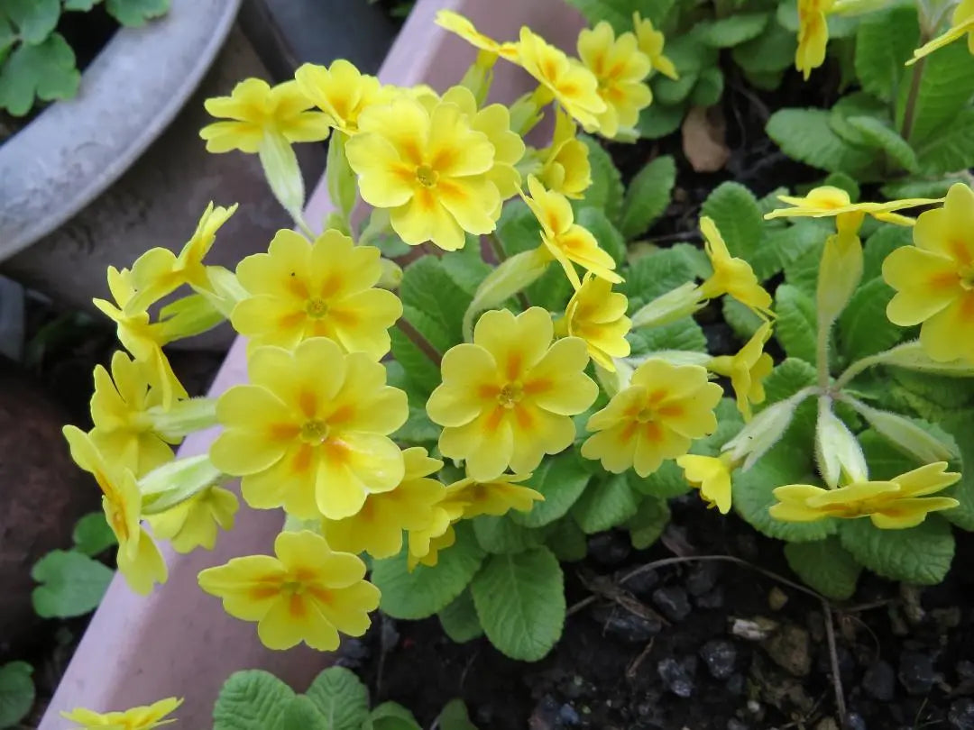 Yellow Primula