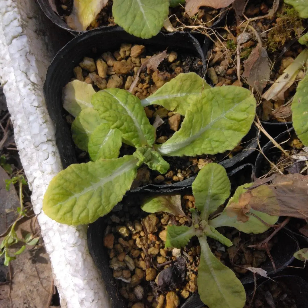 Yellow Primula