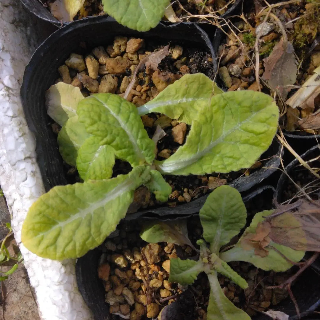 Yellow Primula