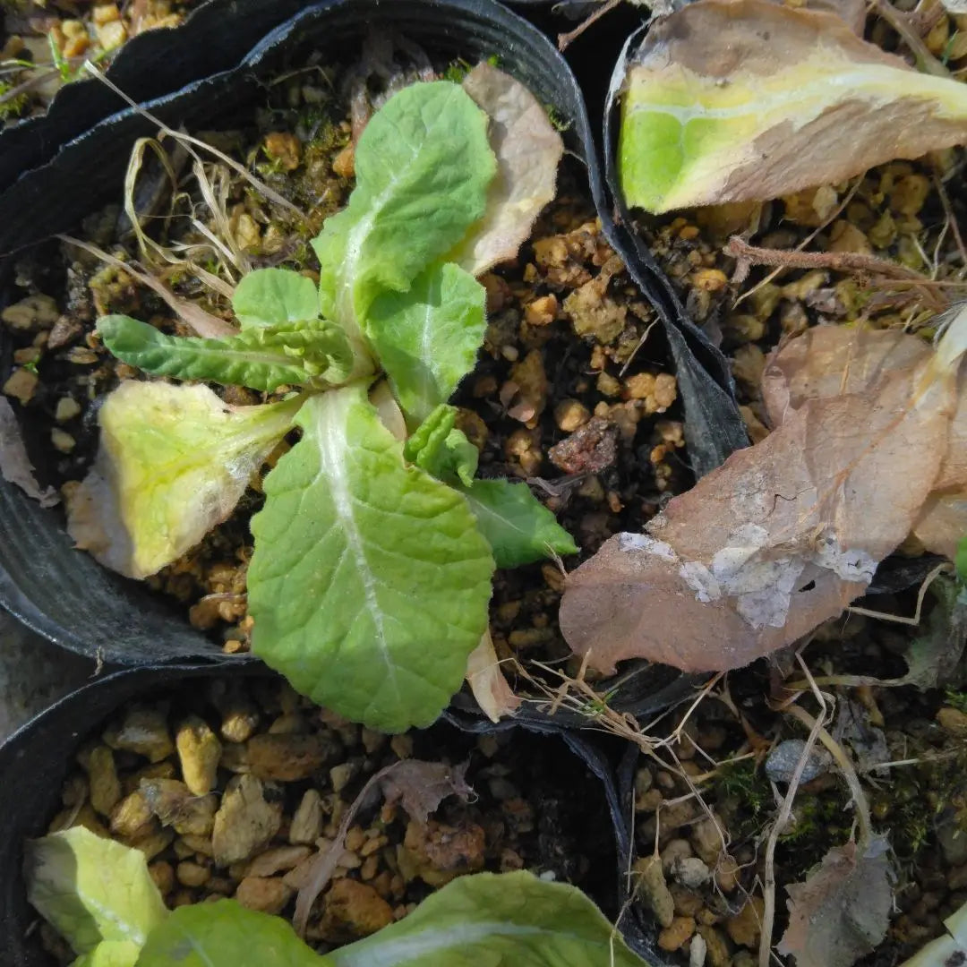 Yellow Primula