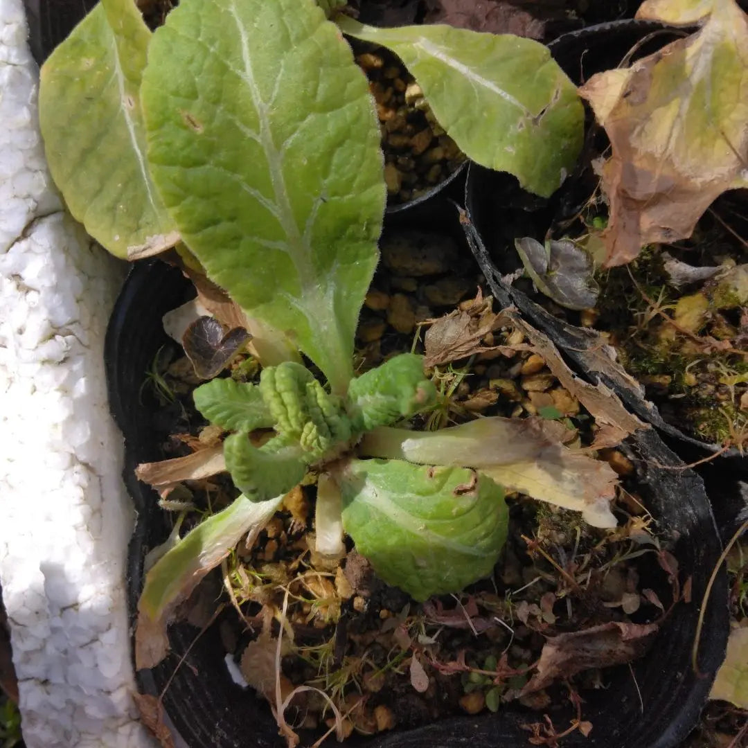 Yellow Primula