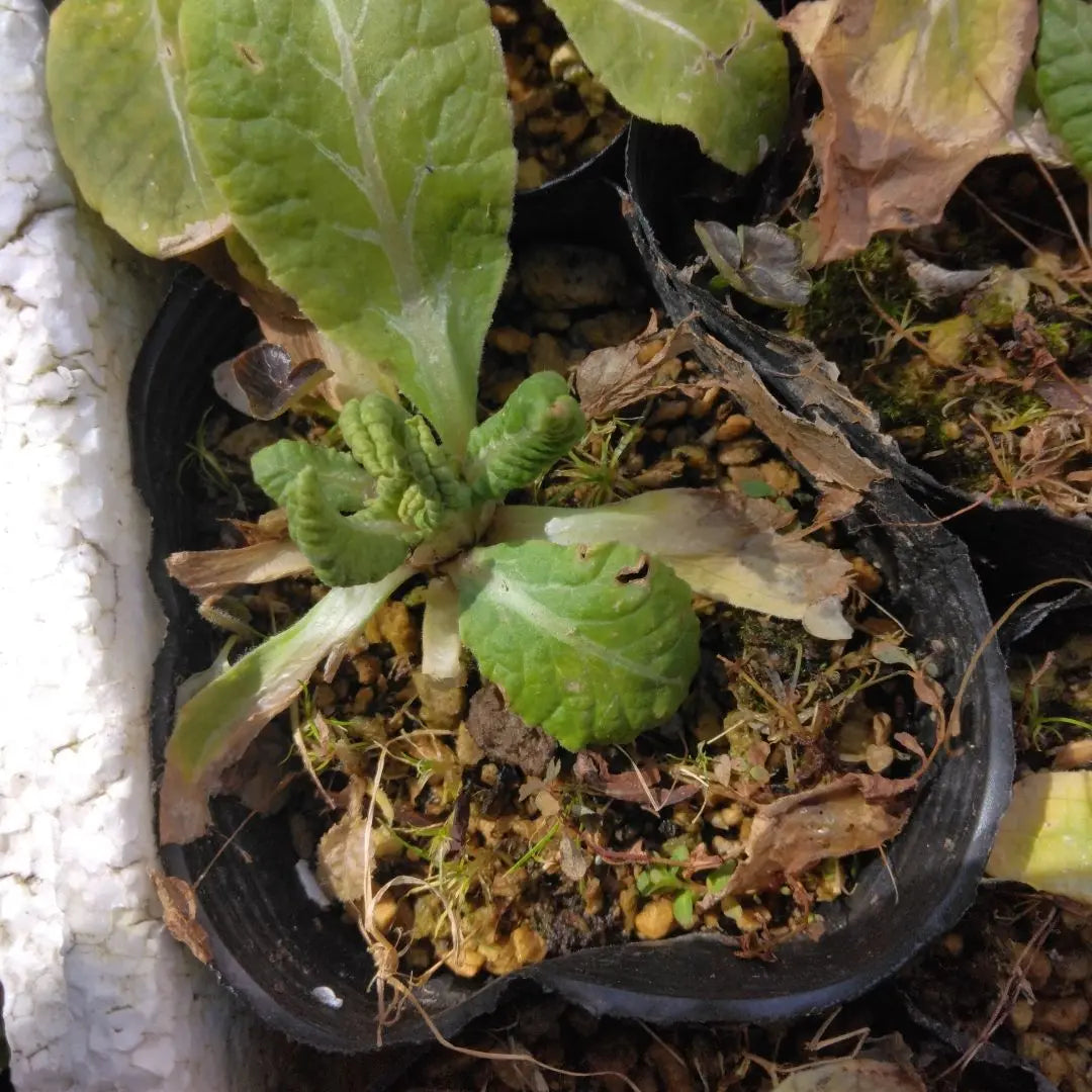 Yellow Primula