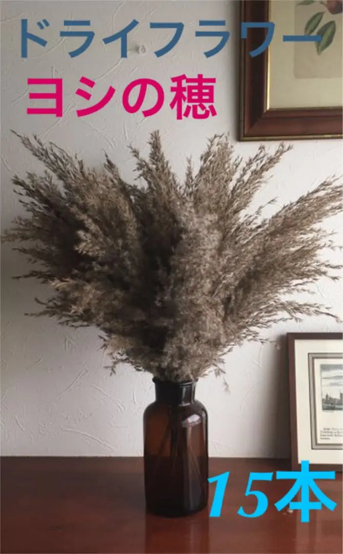 Dried Flowers ⑥ Brown Pampas Glass