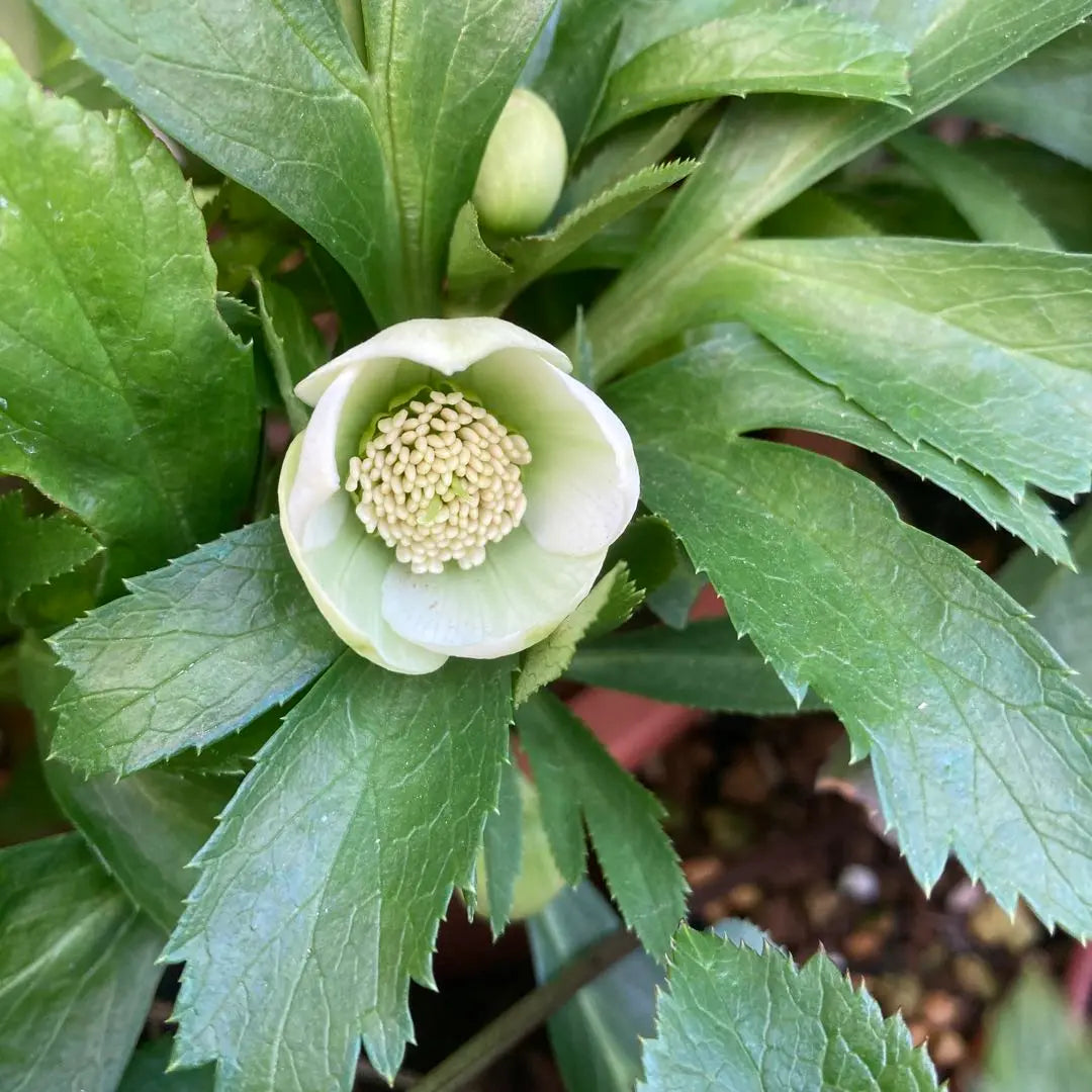 Rosa de Navidad, flores extremadamente pequeñas, blancas, verdes, simples.