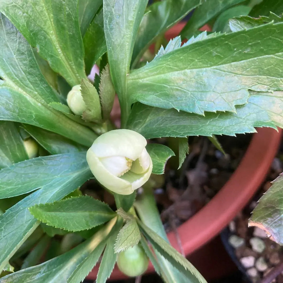 Christmas rose, extremely small flowers, white green single