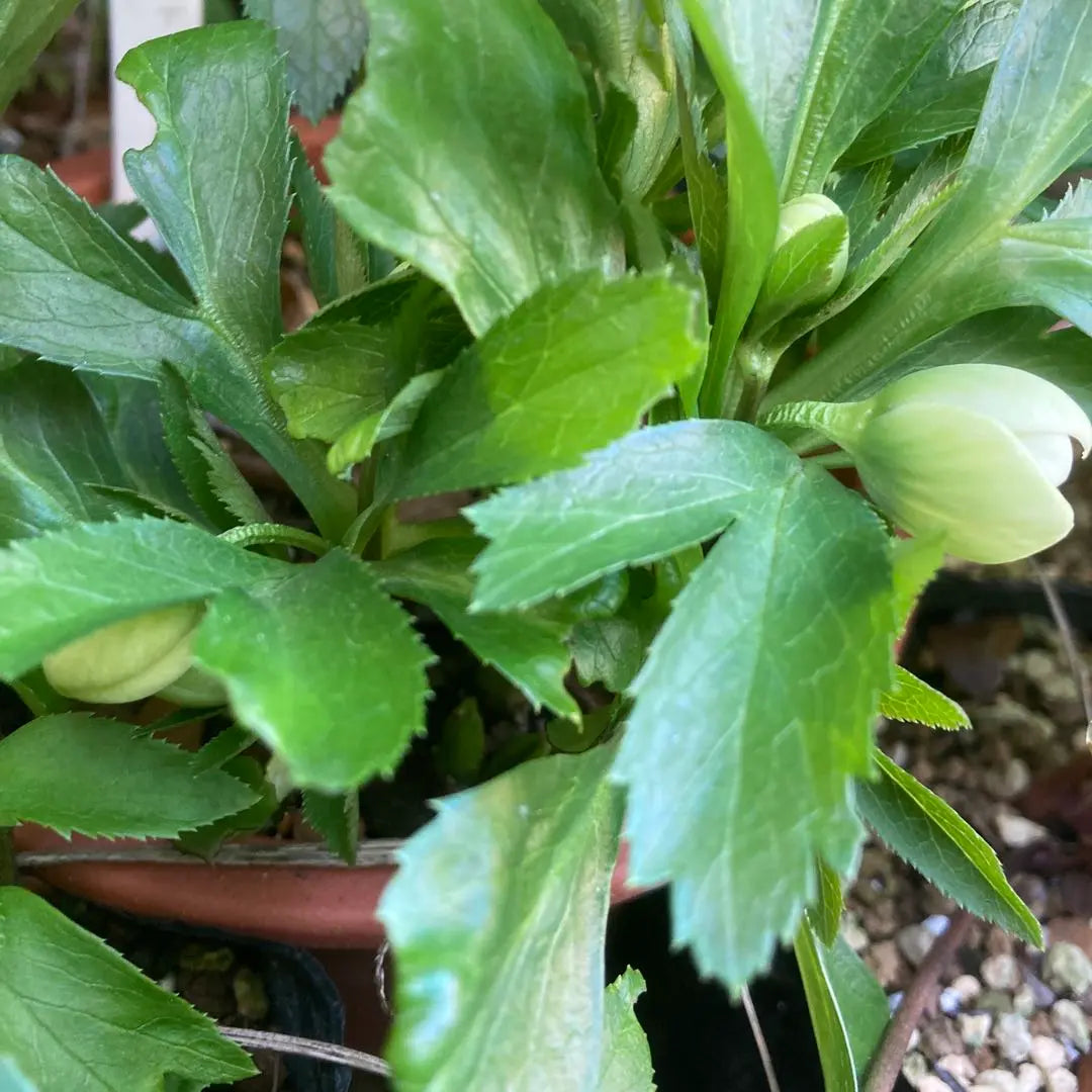 Christmas rose, extremely small flowers, white green single