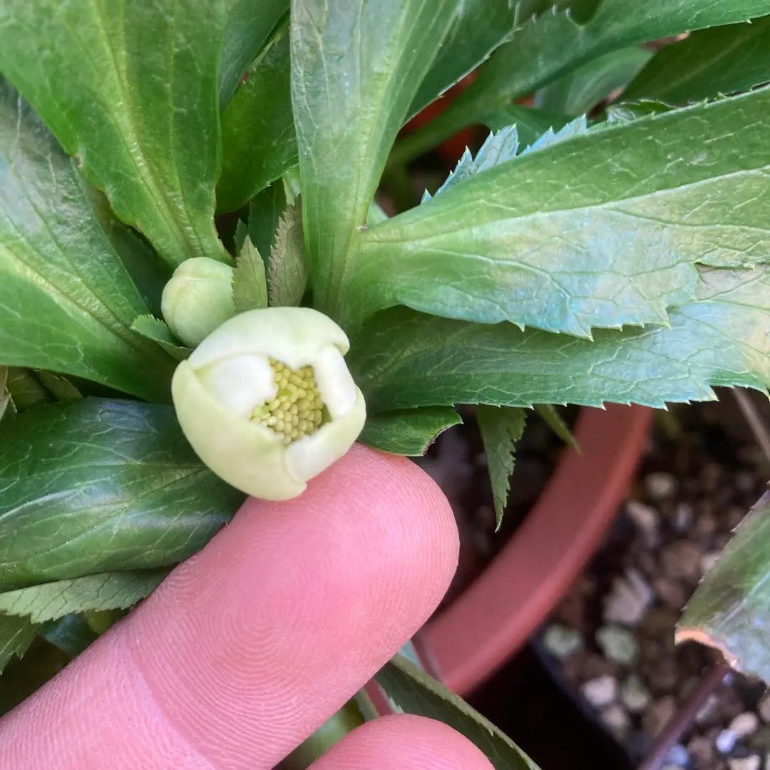 Christmas rose, extremely small flowers, white green single