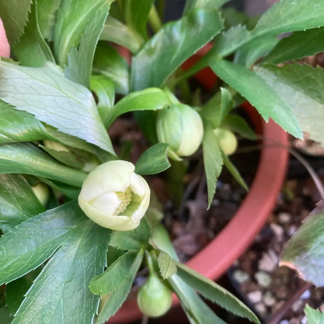 Christmas rose, extremely small flowers, white green single