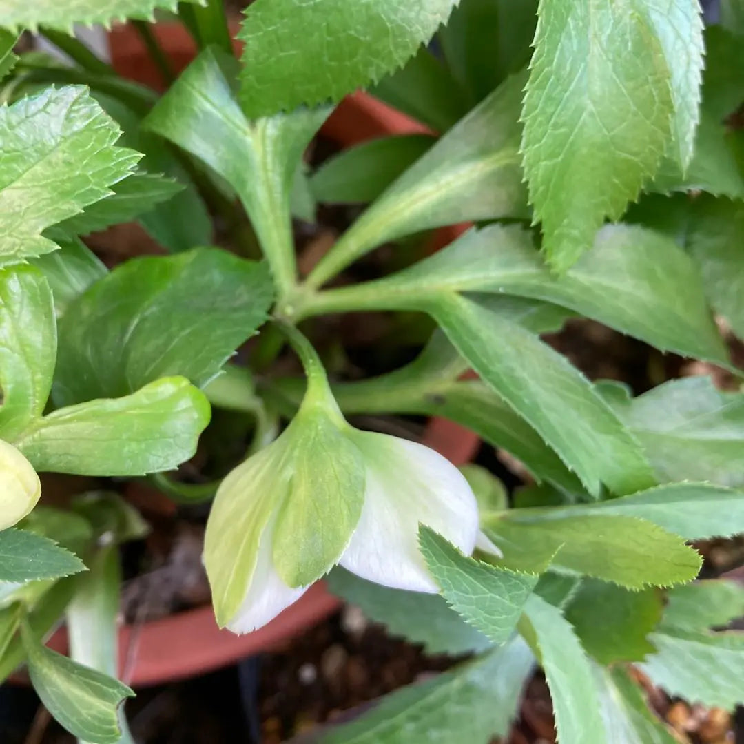 Christmas rose, extremely small flowers, white green single