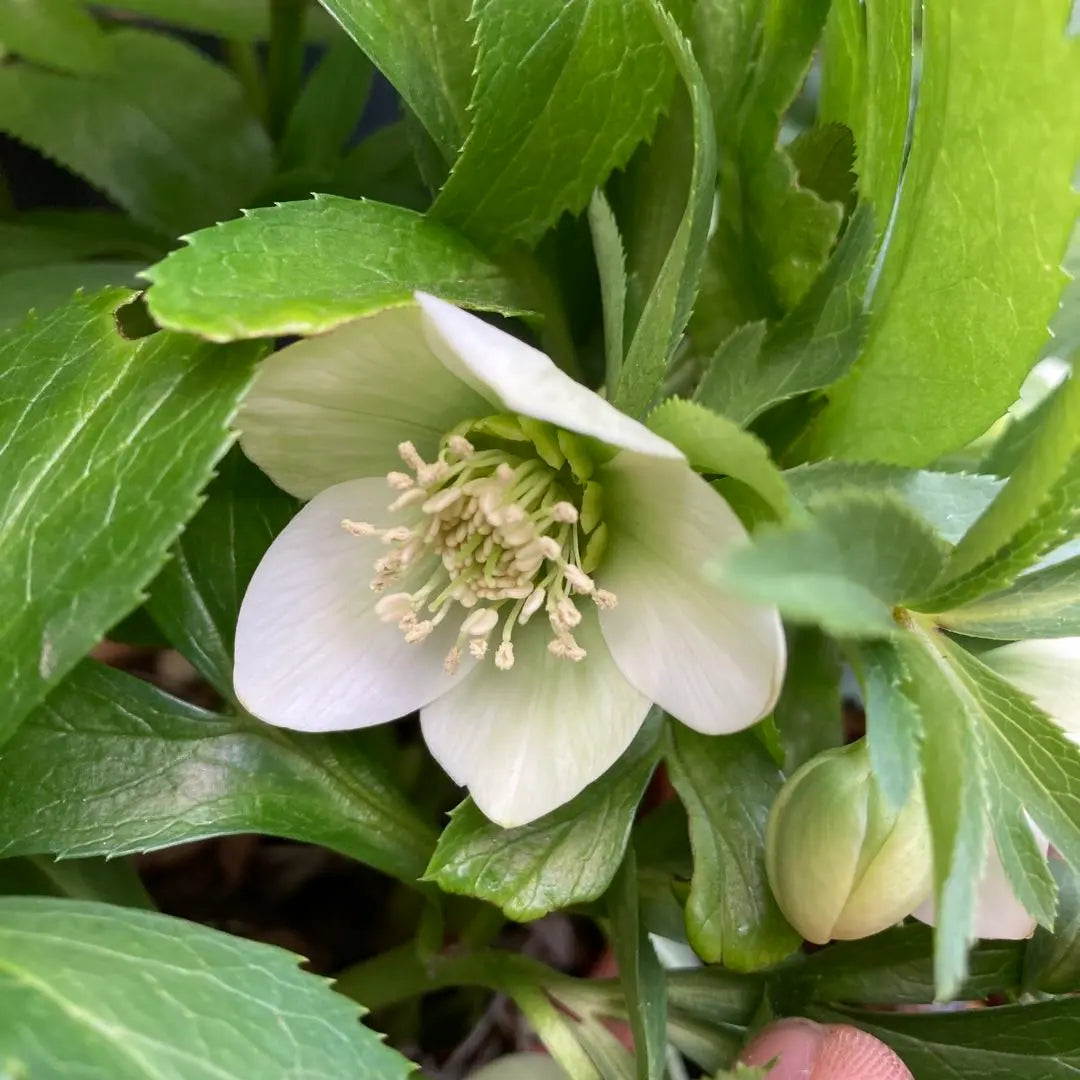 Rosa de Navidad, flores extremadamente pequeñas, blancas, verdes, simples.