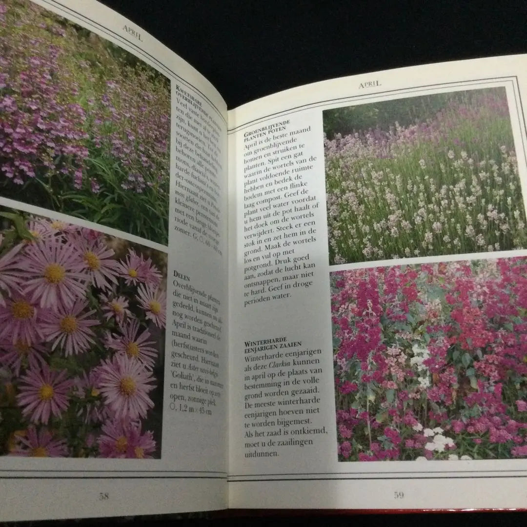 Flowers, Encyclopedia, Plants, Dutch, Foreign books, Garden, Park, Garden, Flower, Illustration