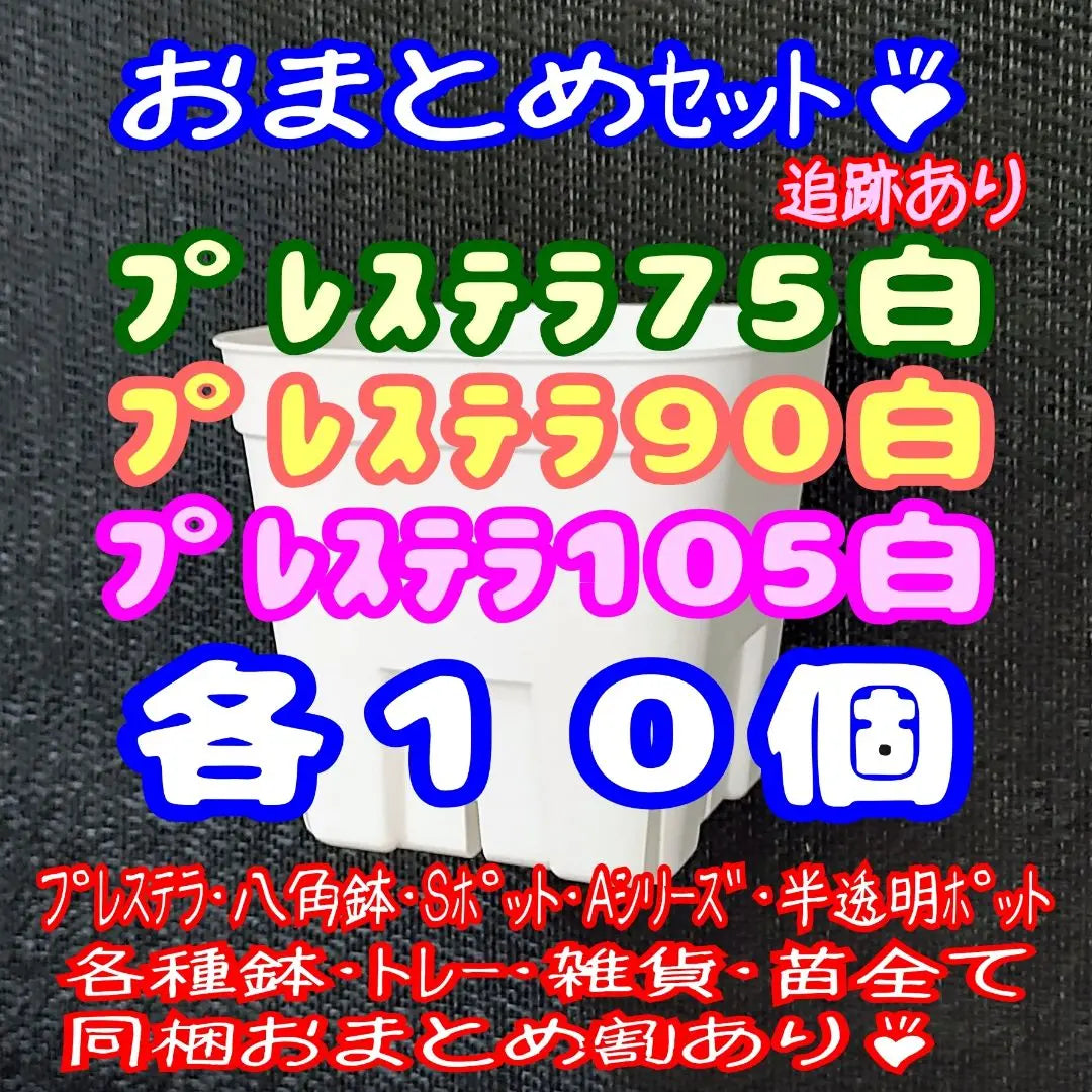 [Cuenco con hendidura] Prestera White White 75 y 90 y 105 Maceta de plástico por planta de 105 cada una | 【スリット鉢】プレステラ白 75＆90＆105 各10個 多肉植物 プラ鉢