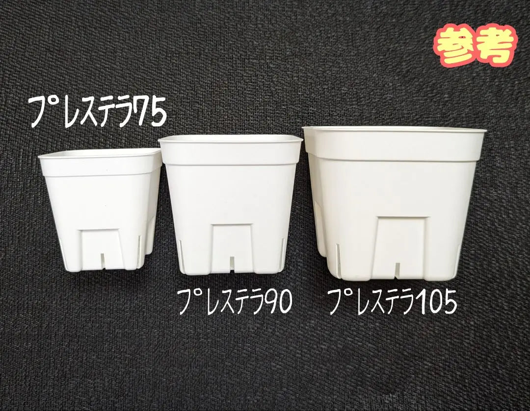 [Slit bowl] Prestera White White 75 & 90 & 105 105 perconplant plastic pot each | 【スリット鉢】プレステラ白 75＆90＆105 各10個 多肉植物 プラ鉢