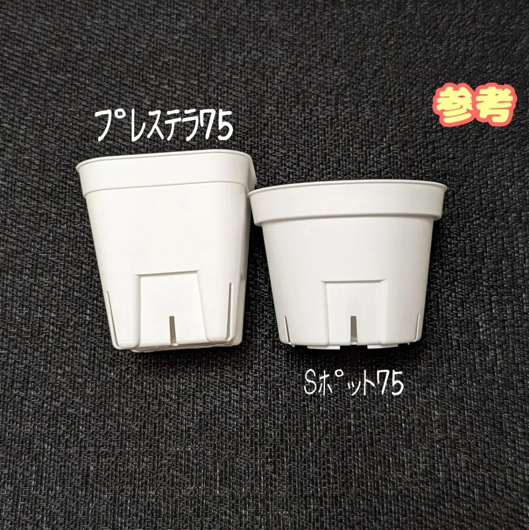 [Slit bowl] Prestera White White 75 & 90 & 105 105 perconplant plastic pot each | 【スリット鉢】プレステラ白 75＆90＆105 各10個 多肉植物 プラ鉢