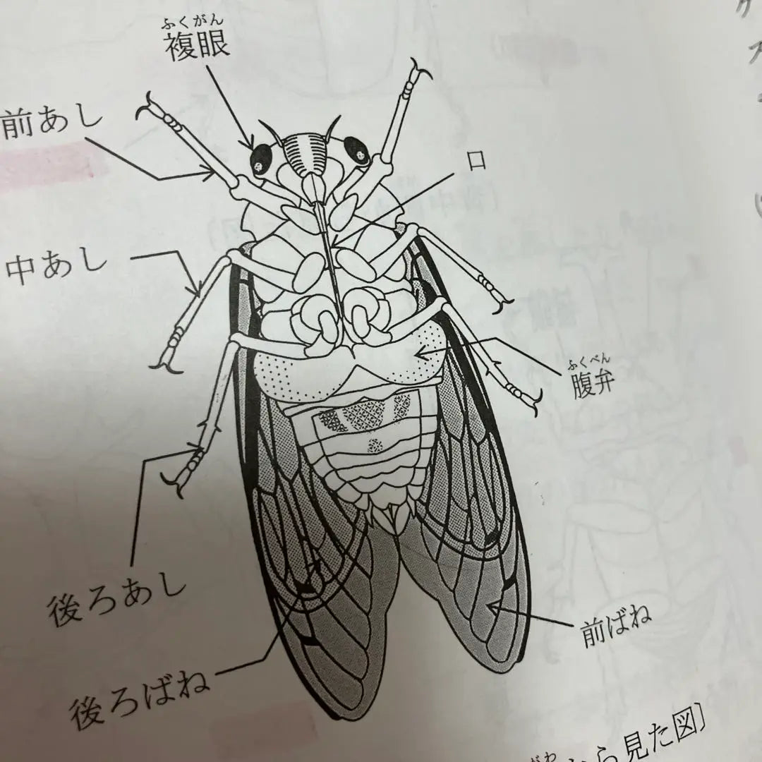 Hama Gakuen, ciencia de cuarto grado