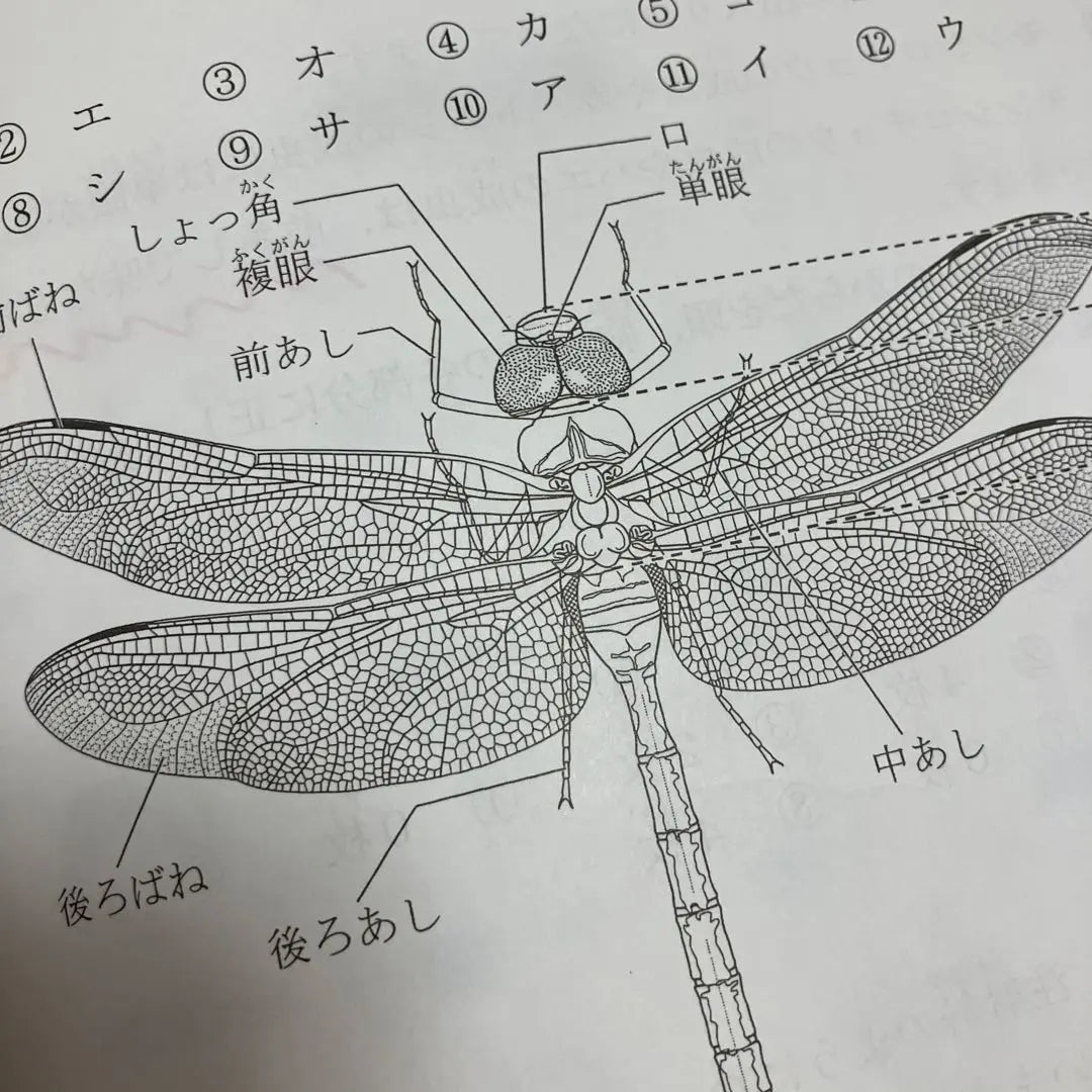 Hama Gakuen, ciencia de cuarto grado