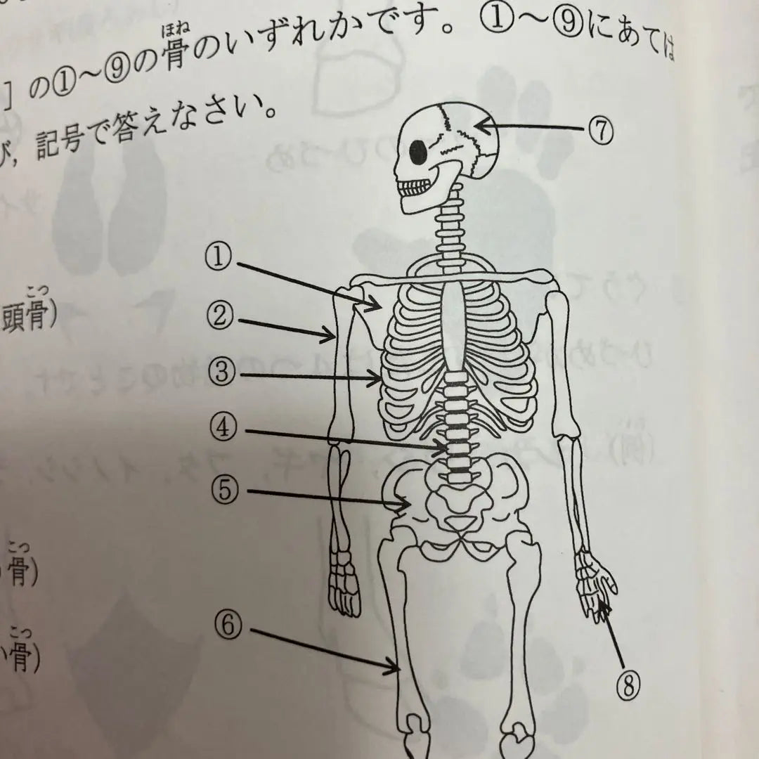 Hama Gakuen, ciencia de cuarto grado