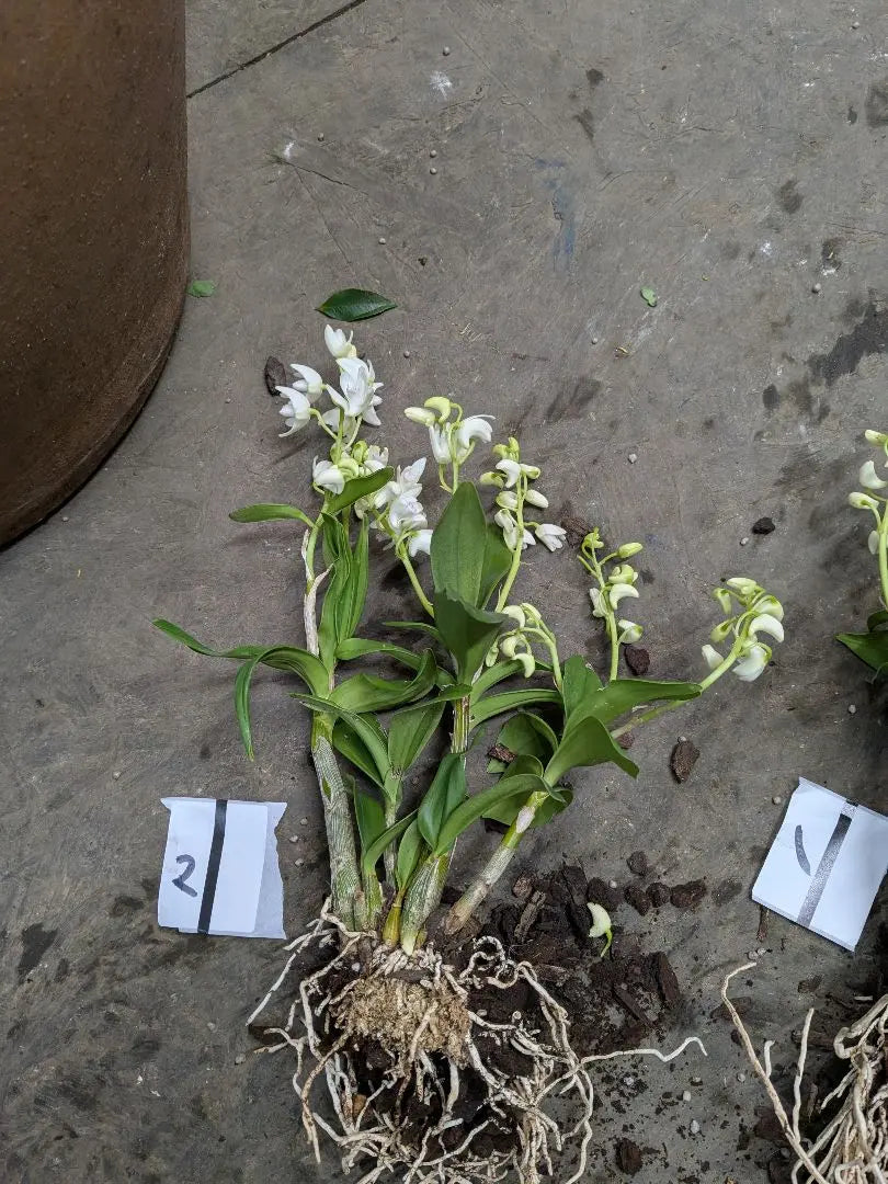 Kogula Orchidaceae seedlings White flower Kingia Anum with flower