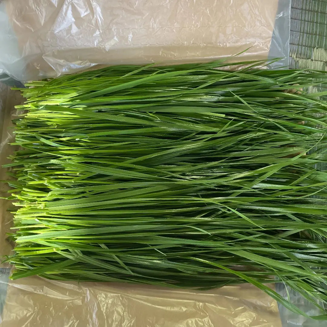 Fresh grass Italian ryegrass box full assortment