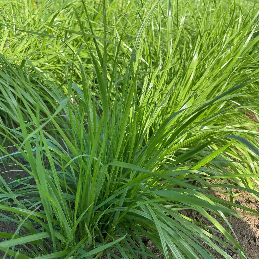 Hierba fresca raigrás italiano caja surtido completo