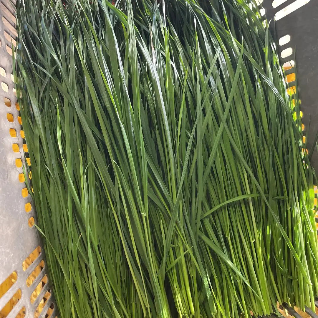 Fresh grass Italian ryegrass box full assortment