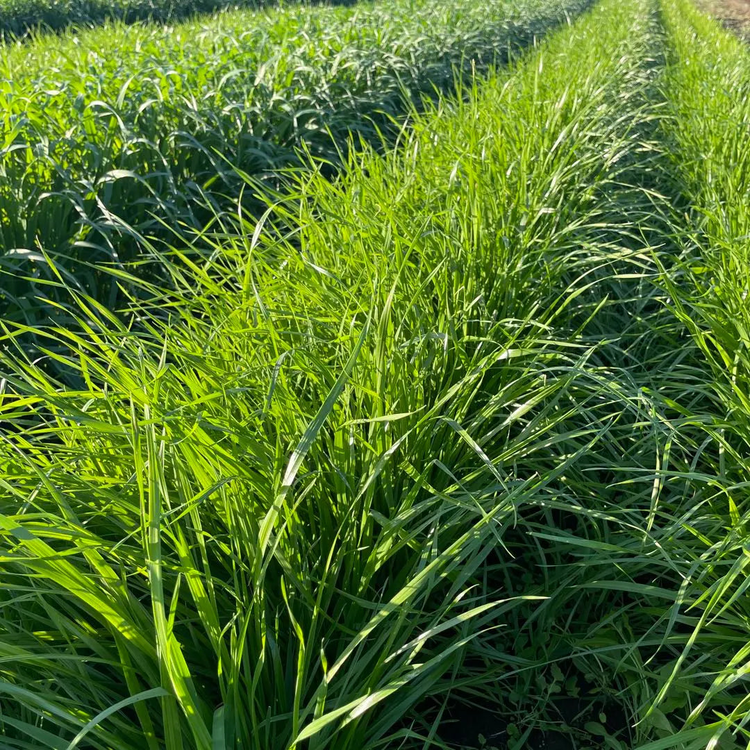 Fresh grass Italian ryegrass box full assortment