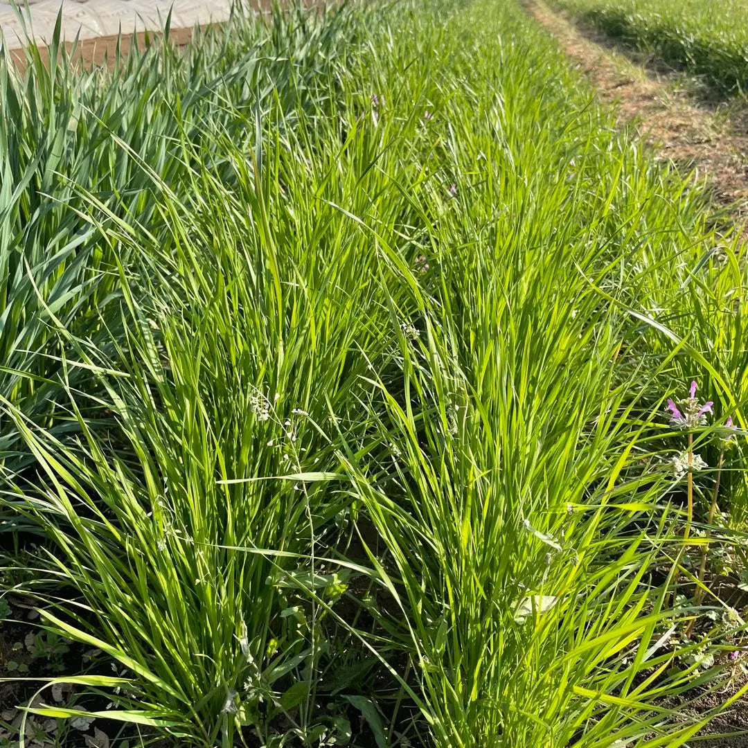 Fresh grass Italian ryegrass box full assortment