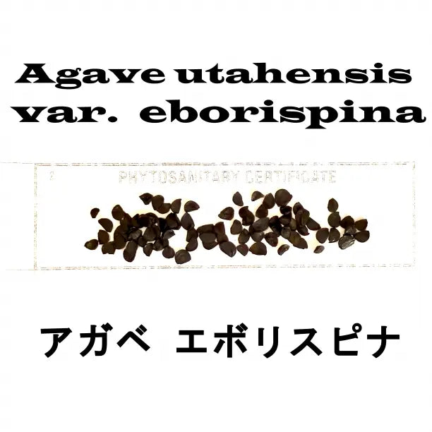 Arrived in September 20 tablets + Agave Utaensis Evolis Pina Seeds Seeds Certificate 06