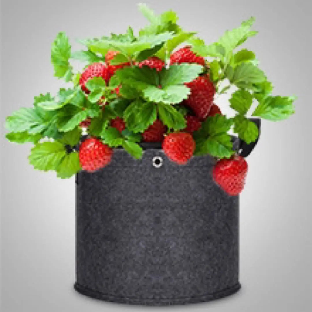 [3408] Non-woven planter, 5-piece set, large handle, width 50 x height 30cm