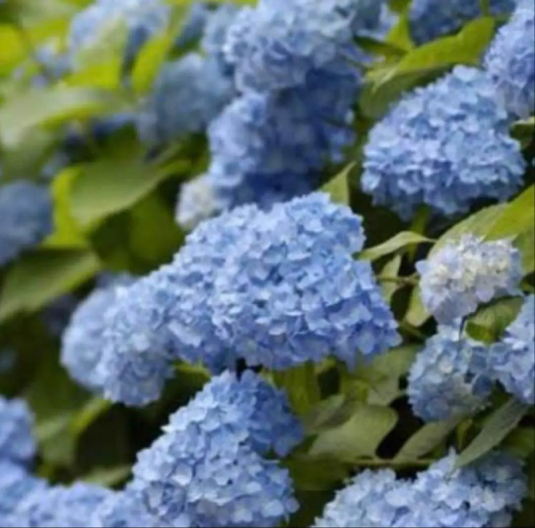 Repeated blooming new branches of hydrangea endless summer 9cm pot seedlings ⑥