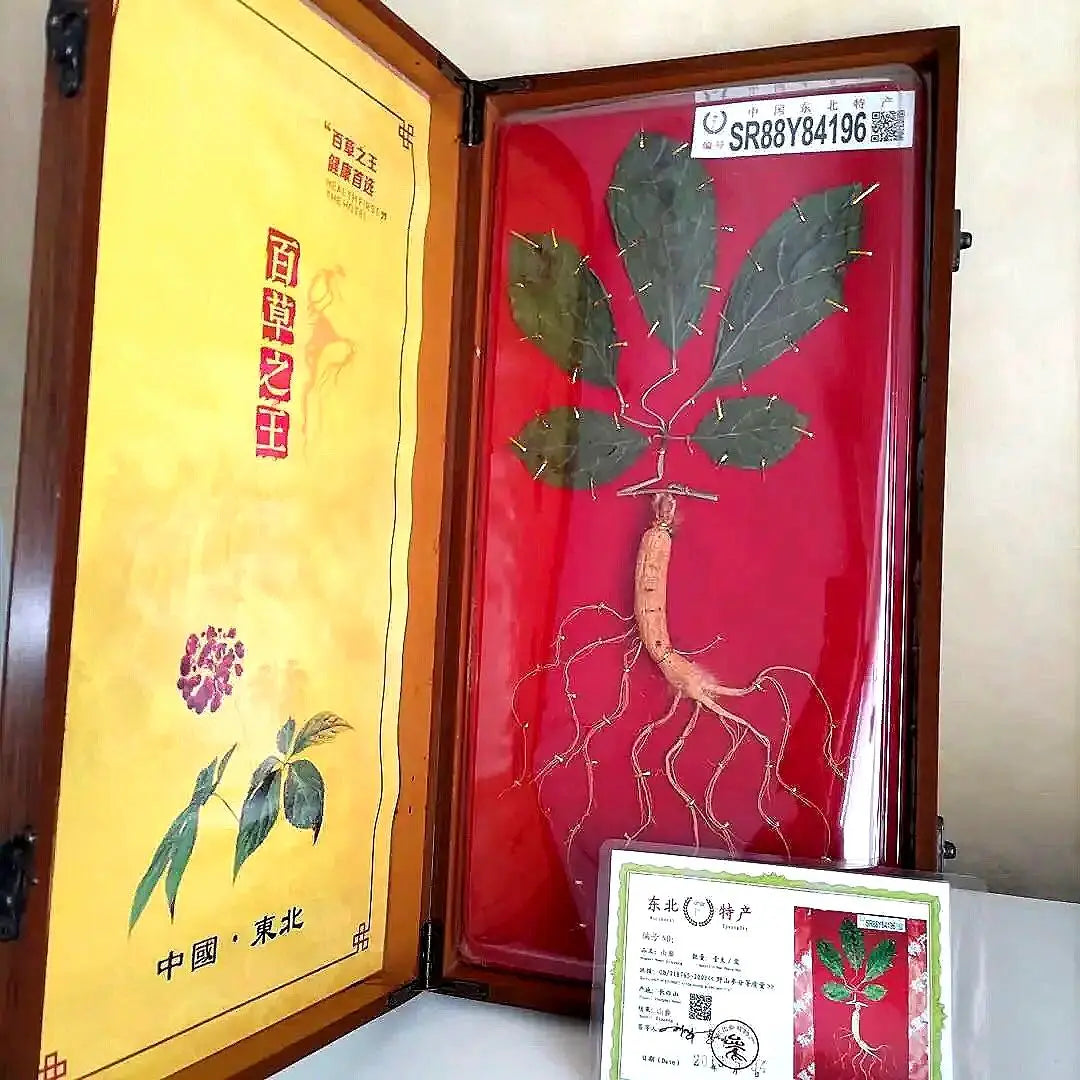 [Raro] Ginseng, recuerdo chino, con certificado de autenticidad, ginseng coreano, ginseng de montaña