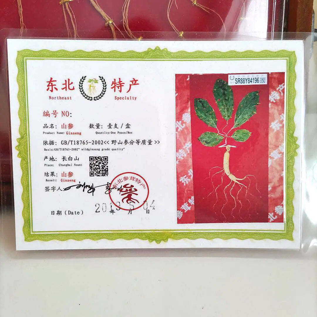 [Raro] Ginseng, recuerdo chino, con certificado de autenticidad, ginseng coreano, ginseng de montaña