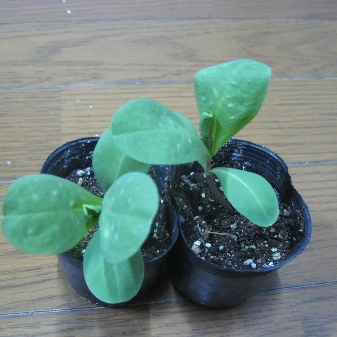 2 seedlings ☆Serinsemayor Nekoposu shipped 51832