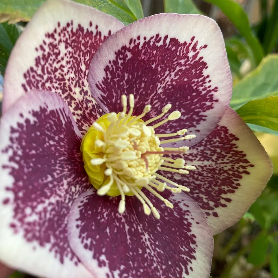 Christmas Rose Pink Blotch Gold Nectary