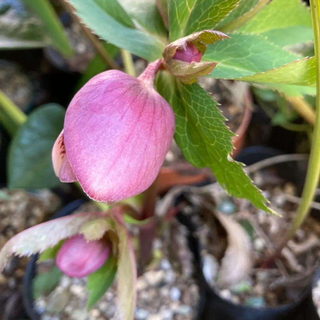 Rosa de Navidad Mancha rosa Nectar dorado