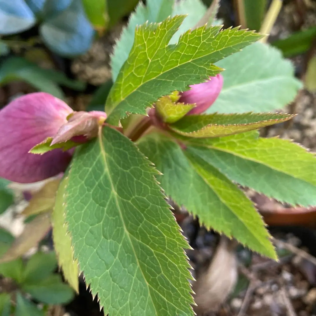 Christmas Rose Pink Blotch Gold Nectary