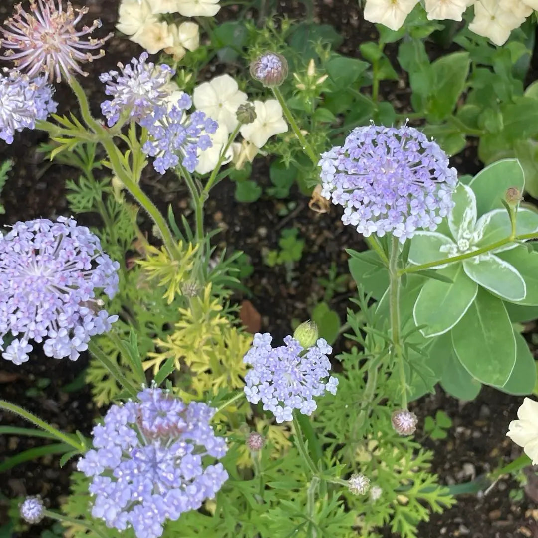 60 comprimidos de flor de encaje azul Bono de comprimidos Orlea 30 comprimidos Orlea Comprimidos de flor de encaje negro