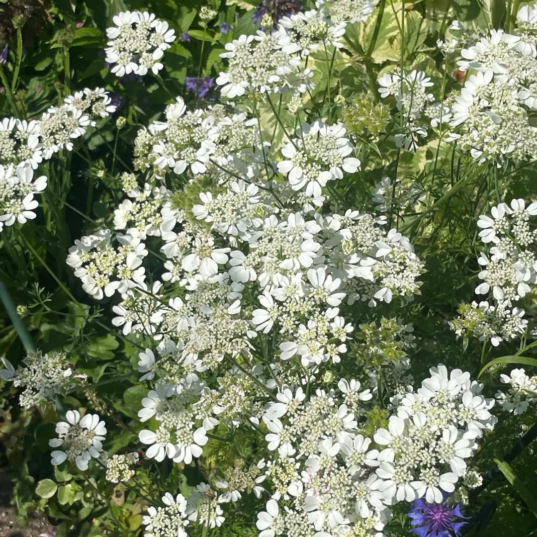 60 comprimidos de flor de encaje azul Bono de comprimidos Orlea 30 comprimidos Orlea Comprimidos de flor de encaje negro