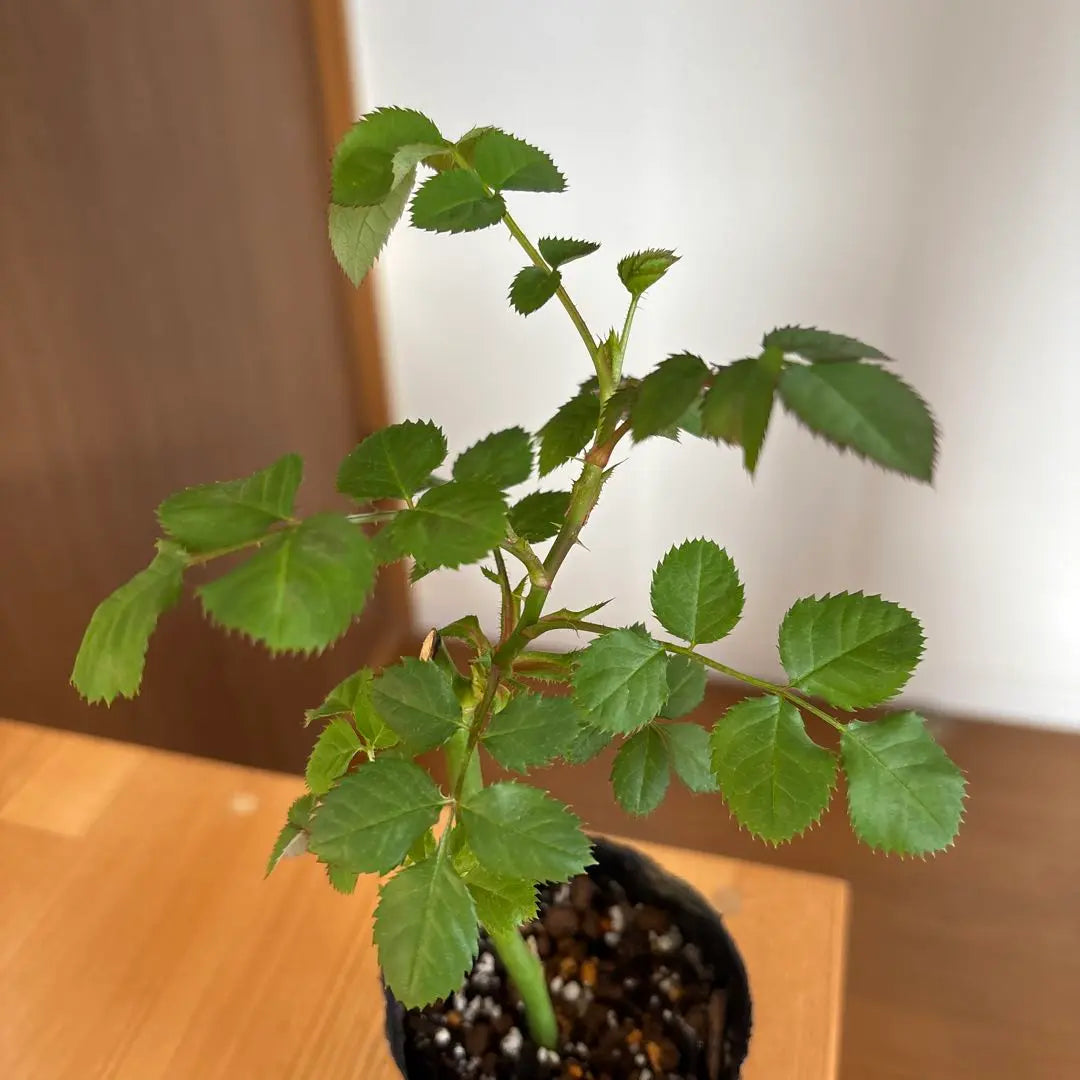 rare! ️SP Blooming (branching) Cut Flowers Burritoni Cuts Rose Flower Seedlings